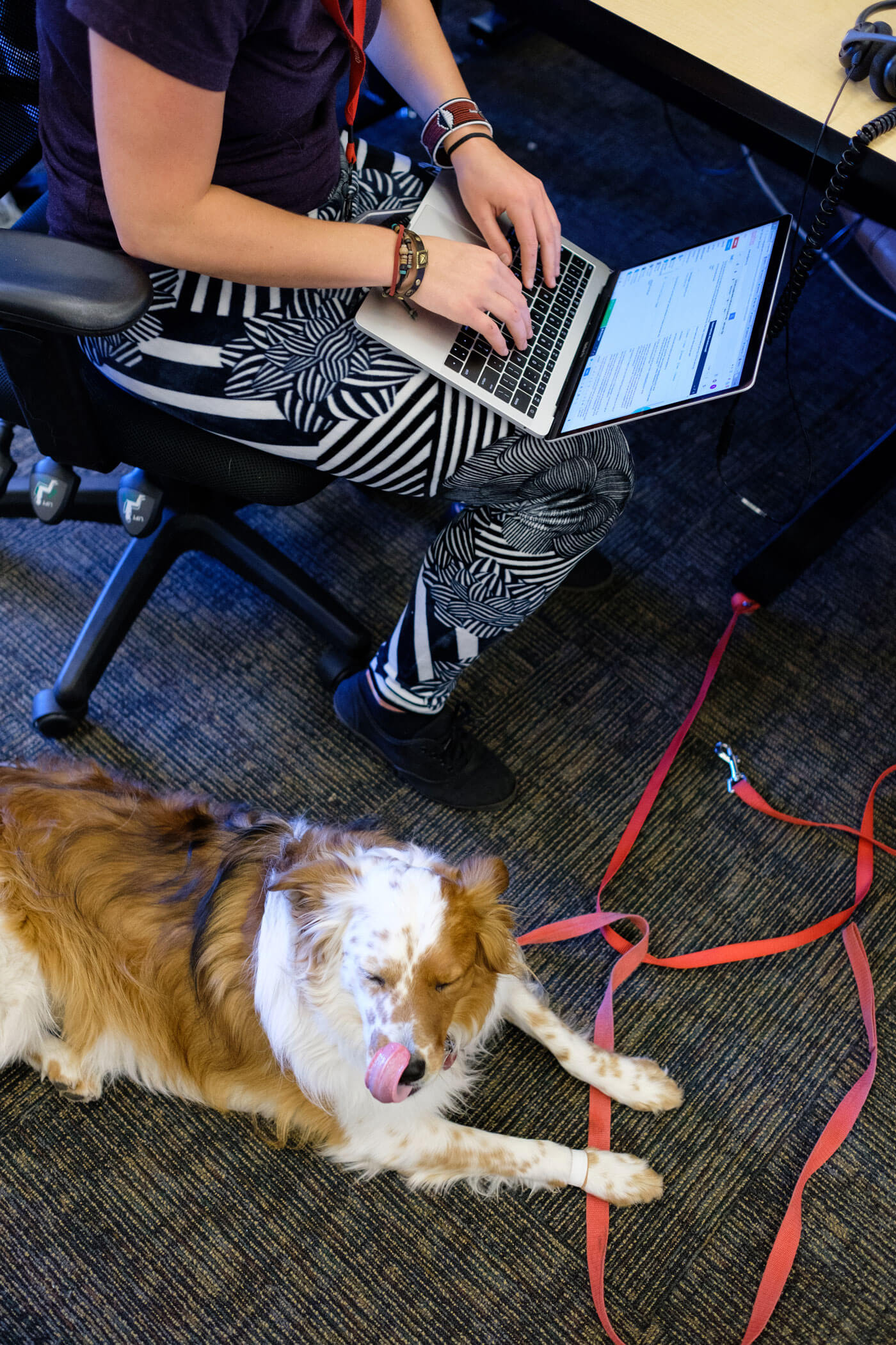 dog in the office 1