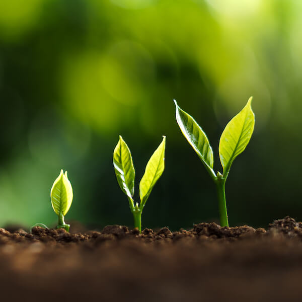 Brand Extension Strategies Qualtrics