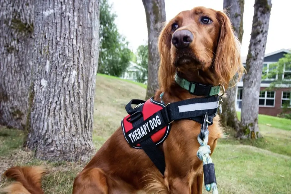 A happy support dog