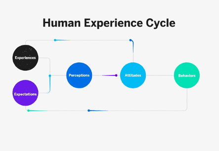 The Human Experience Cycle