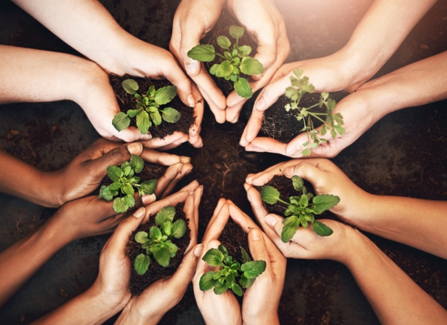Overhead shot of multiple people holding and protecting tiny plants in their hands before they plant them.