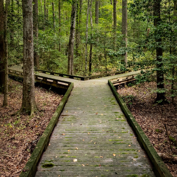 Fork in the road for major decision on wooden boardwalk in forest