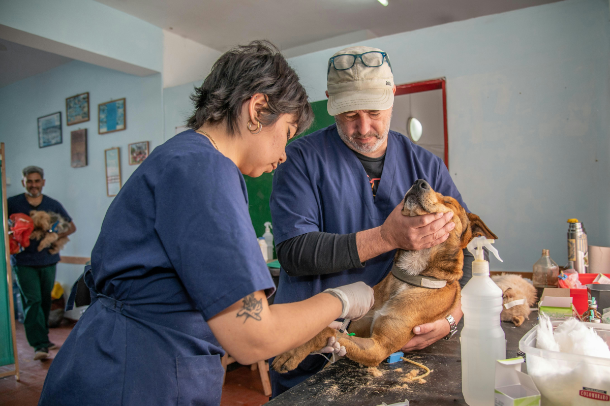 vet