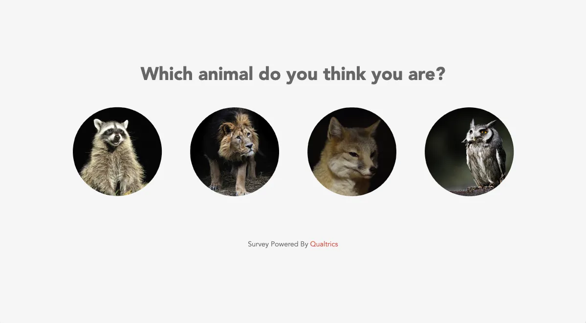 a survey asking what animal you think you are, with circle buttons showing high res photos of a raccoon, lion, fox, and owl